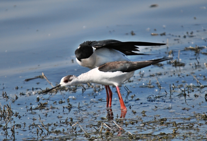 Cavalieri d''Italia ...